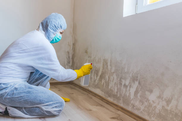 Licensed Commercial Mold Remediation service in Brooklyn, NY - WQB Mold Removal